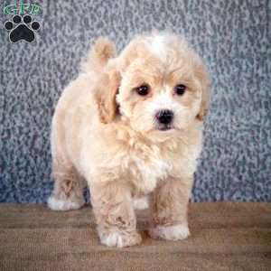 Zora, Shih-Poo Puppy