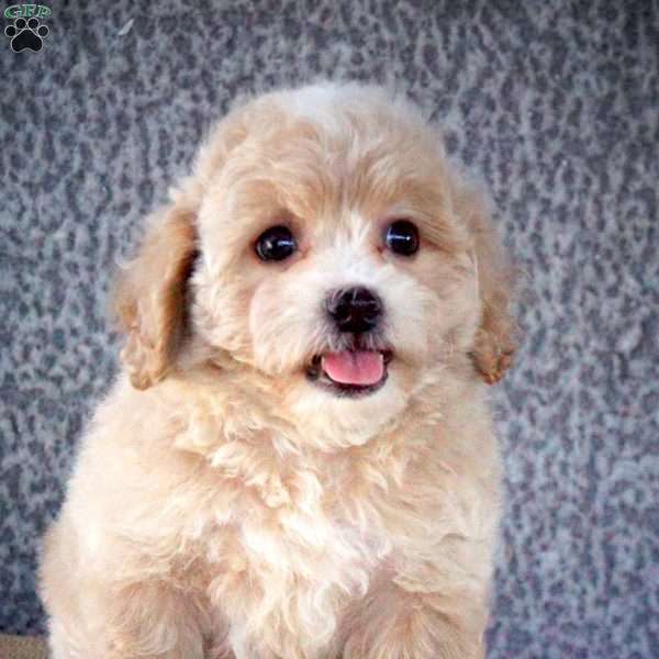 Zora, Shih-Poo Puppy