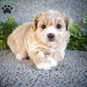 Zora, Shih-Poo Puppy