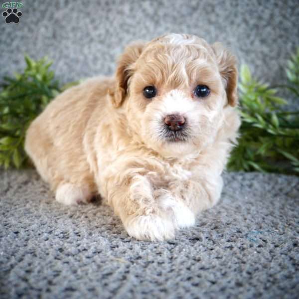 Zora, Shih-Poo Puppy