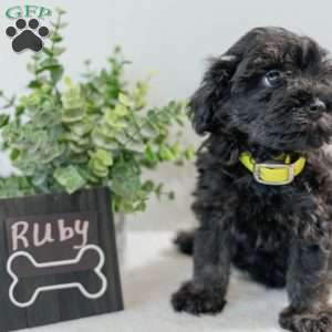 Ruby, Havapoo Puppy