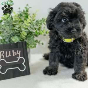 Ruby, Havapoo Puppy