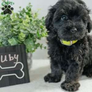 Ruby, Havapoo Puppy