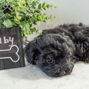 Ruby, Havapoo Puppy
