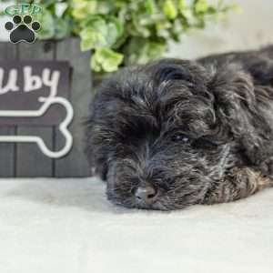 Ruby, Havapoo Puppy