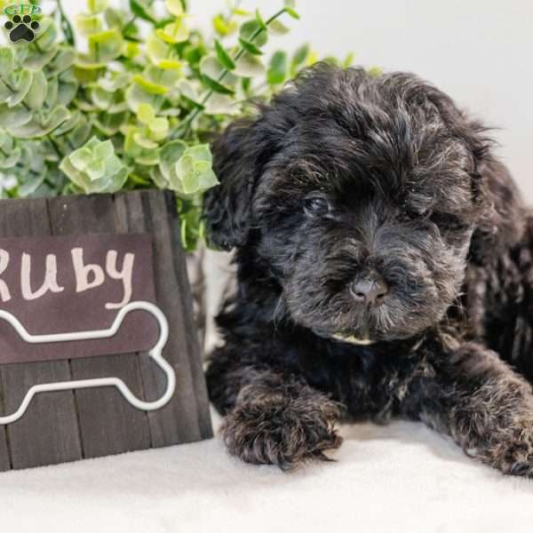 Ruby, Havapoo Puppy