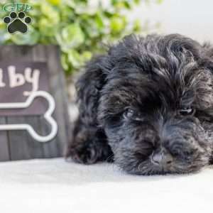 Ruby, Havapoo Puppy