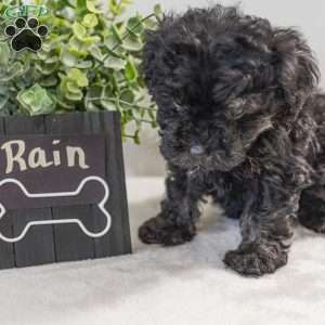 Rain, Havapoo Puppy