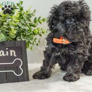 Rain, Havapoo Puppy