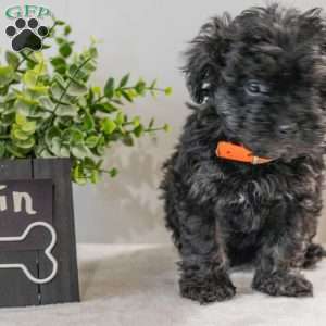 Rain, Havapoo Puppy