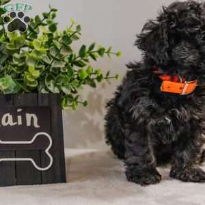 Rain, Havapoo Puppy