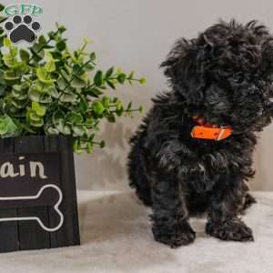 Rain, Havapoo Puppy
