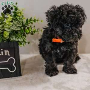 Rain, Havapoo Puppy