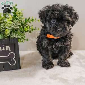 Rain, Havapoo Puppy
