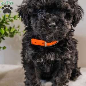 Rain, Havapoo Puppy