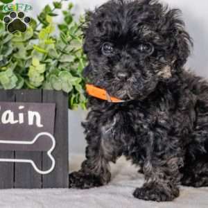 Rain, Havapoo Puppy