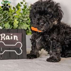 Rain, Havapoo Puppy