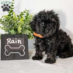 Rain, Havapoo Puppy