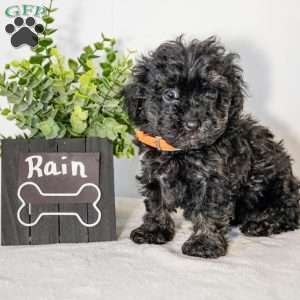Rain, Havapoo Puppy