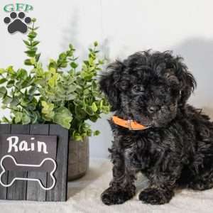 Rain, Havapoo Puppy