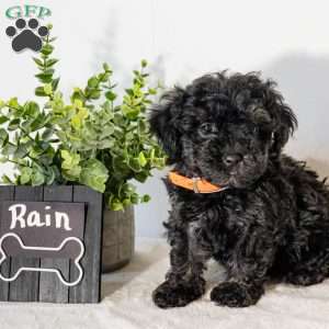 Rain, Havapoo Puppy