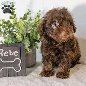 Rebe, Havapoo Puppy