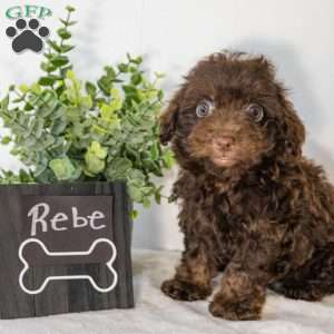 Rebe, Havapoo Puppy