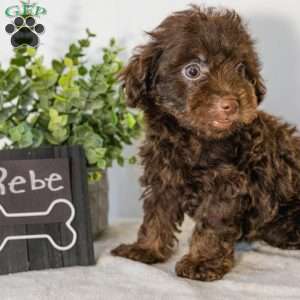 Rebe, Havapoo Puppy