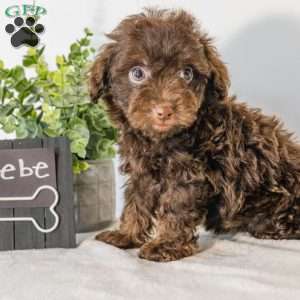 Rebe, Havapoo Puppy