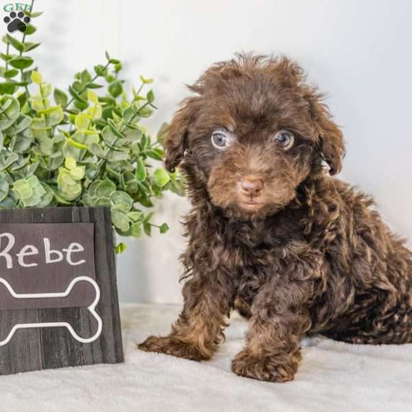 Rebe, Havapoo Puppy