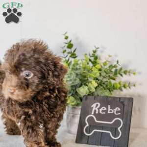 Rebe, Havapoo Puppy