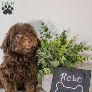 Rebe, Havapoo Puppy