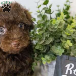 Rebe, Havapoo Puppy