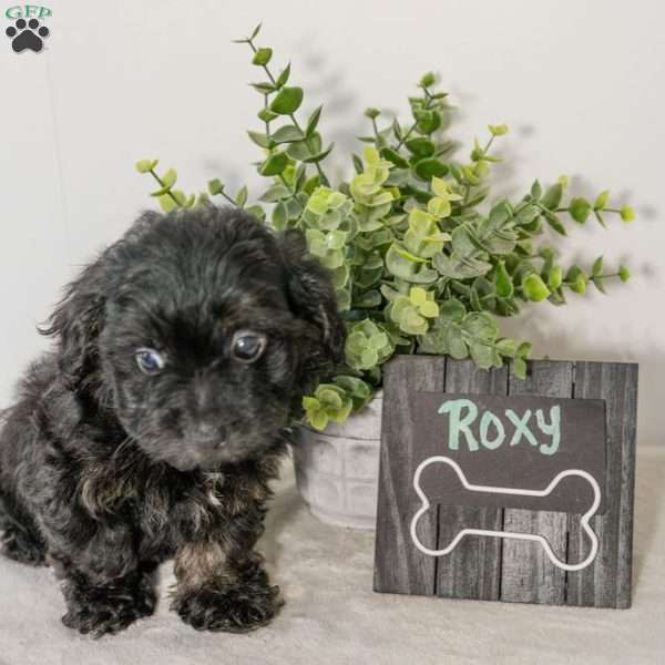 Roxy, Havapoo Puppy