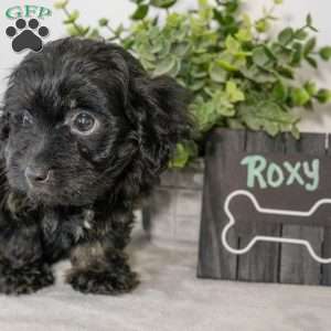 Roxy, Havapoo Puppy