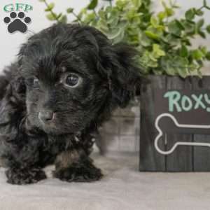 Roxy, Havapoo Puppy