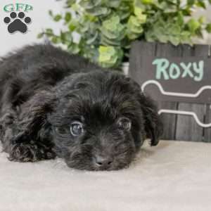 Roxy, Havapoo Puppy