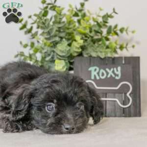Roxy, Havapoo Puppy