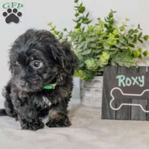 Roxy, Havapoo Puppy