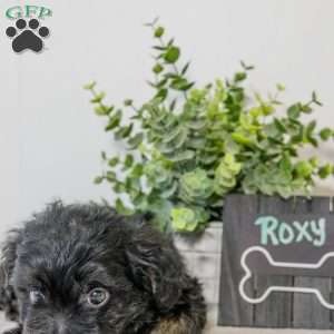 Roxy, Havapoo Puppy