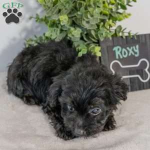 Roxy, Havapoo Puppy