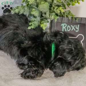Roxy, Havapoo Puppy