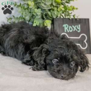 Roxy, Havapoo Puppy
