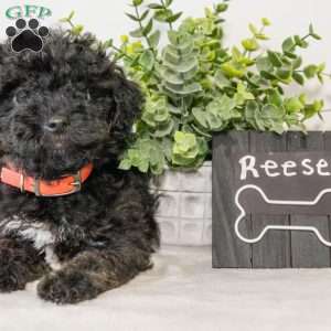 Reese, Havapoo Puppy