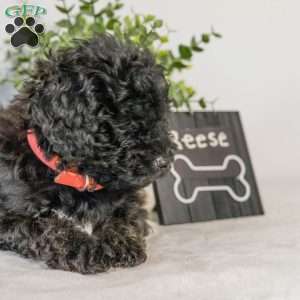 Reese, Havapoo Puppy