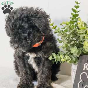 Reese, Havapoo Puppy