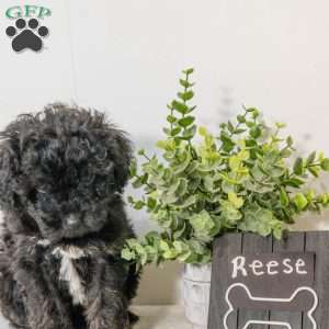 Reese, Havapoo Puppy