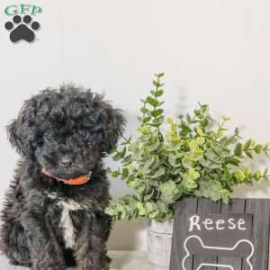 Reese, Havapoo Puppy