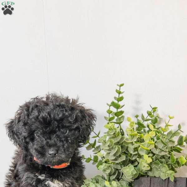 Reese, Havapoo Puppy