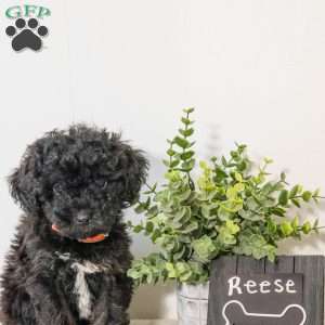 Reese, Havapoo Puppy
